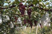 �A͢�ƽѣ����n�������������ѾƵ���Դ�ɣ�