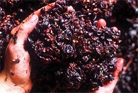 ���ѾƵĿ�����(l��i)Դ�����Ό�