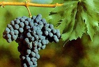 С��Ʒ�N����Ī˹����